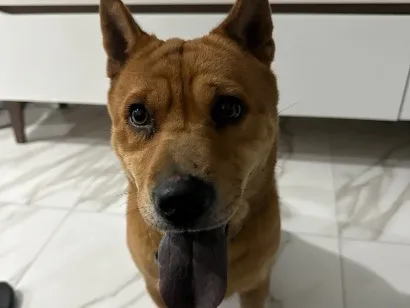 Cachorro raça SRD-ViraLata idade 5 anos nome Dora