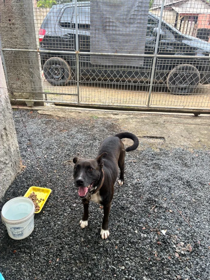 Cachorro raça SRD-ViraLata idade 4 anos nome Mel