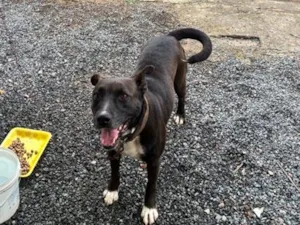 Cachorro raça SRD-ViraLata idade 4 anos nome Mel