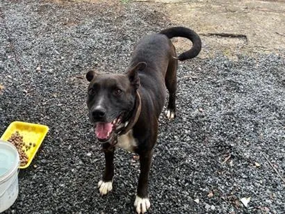 Cachorro raça SRD-ViraLata idade 4 anos nome Mel