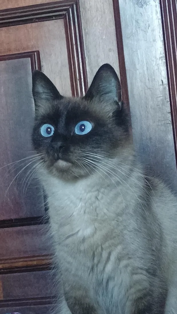 Gato raça Siamês idade 1 ano nome Leona e Nina