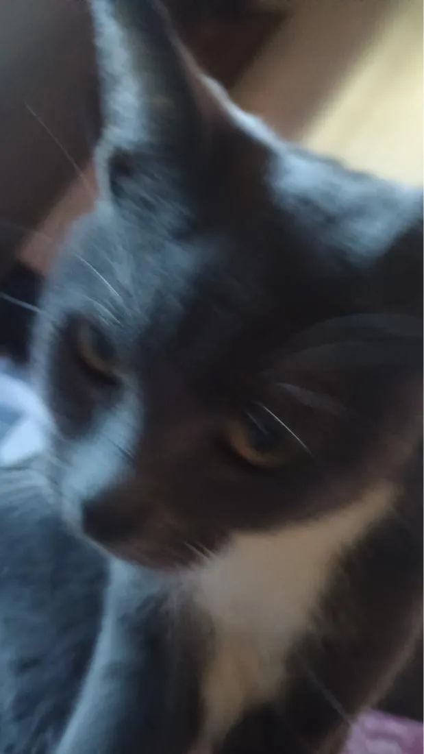 Gato raça Siamês idade 1 ano nome Leona e Nina