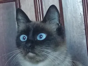 Gato raça Siamês idade 1 ano nome Leona e Nina