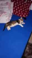 não tem