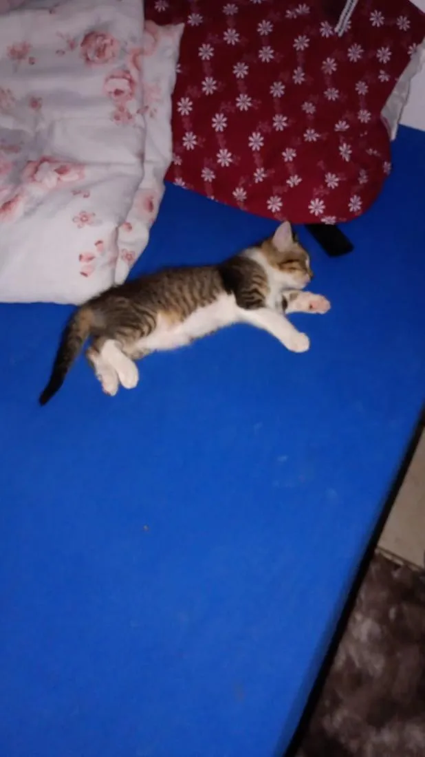 Gato raça SRD-ViraLata idade 2 a 6 meses nome não tem