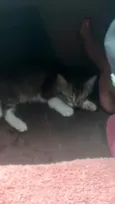 não tem
