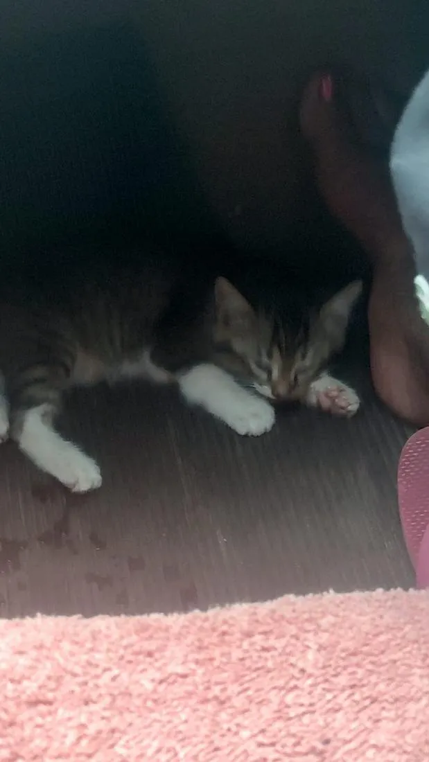 Gato raça SRD-ViraLata idade 2 a 6 meses nome não tem