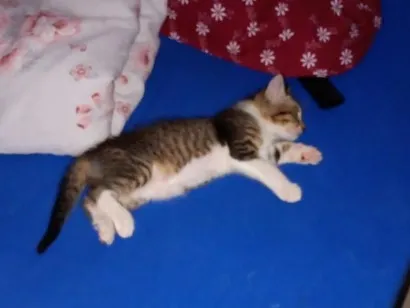 Gato raça SRD-ViraLata idade 2 a 6 meses nome não tem