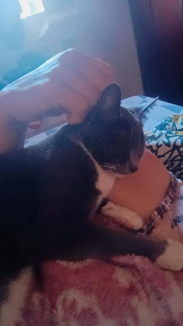 Gato raça SRD-ViraLata idade 1 ano nome Nina