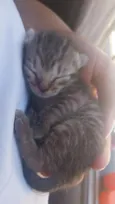Gatinhos filhotes 