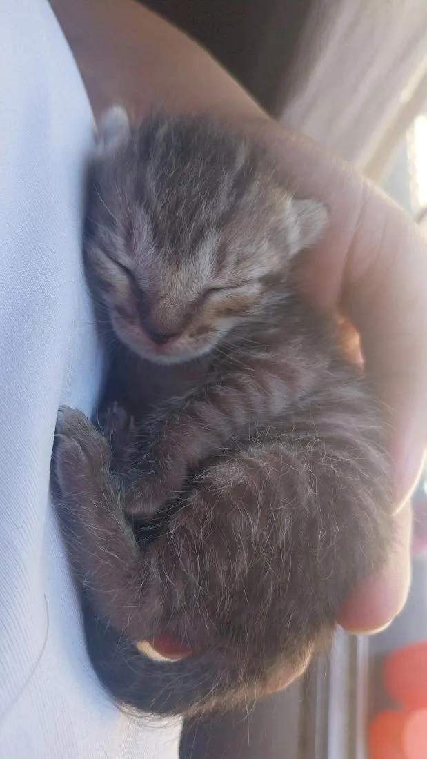 Gato raça SRD-ViraLata idade Abaixo de 2 meses nome Gatinhos filhotes 