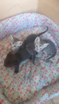 Gatinhos filhotes 