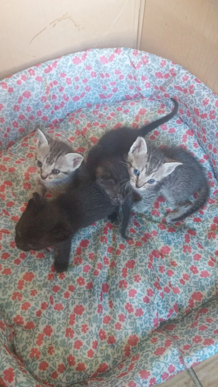 Gato raça SRD-ViraLata idade Abaixo de 2 meses nome Gatinhos filhotes 