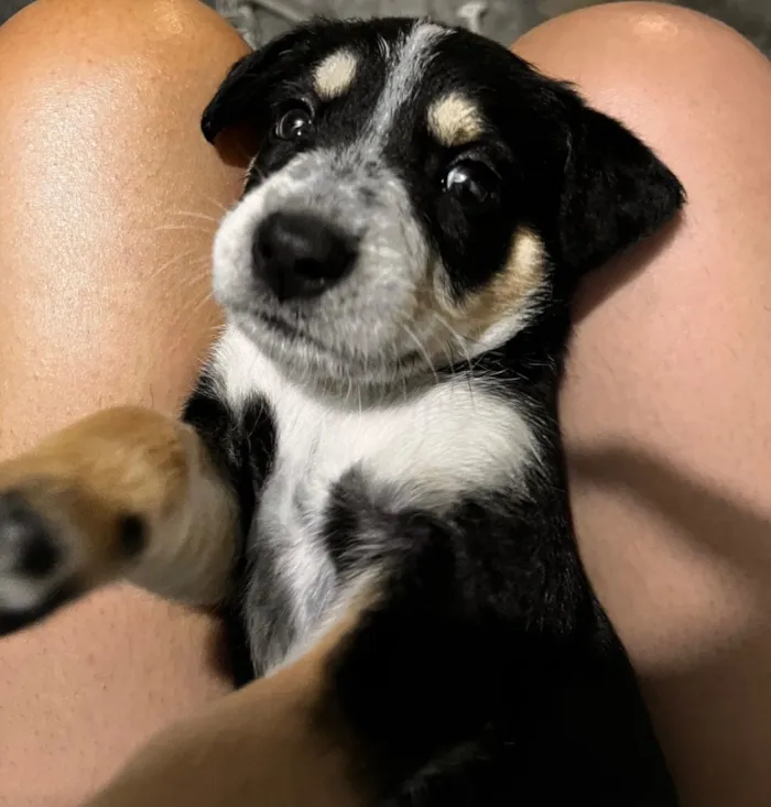 Cachorro raça SRD-ViraLata idade 2 a 6 meses nome não tem 