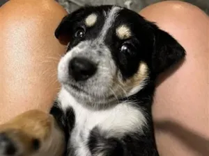 Cachorro raça SRD-ViraLata idade 2 a 6 meses nome não tem 