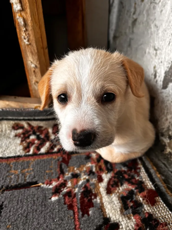 Cachorro raça SRD-ViraLata idade 2 a 6 meses nome .
