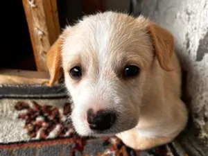 Cachorro raça SRD-ViraLata idade 2 a 6 meses nome .