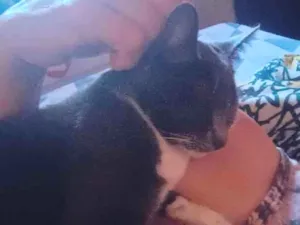 Gato raça SRD-ViraLata idade 1 ano nome Nina