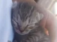 Gatinhos filhotes 
