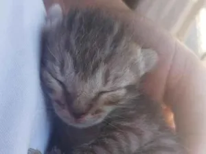 Gato raça SRD-ViraLata idade Abaixo de 2 meses nome Gatinhos filhotes 