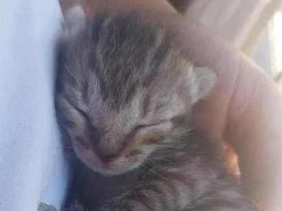 Gato raça SRD-ViraLata idade Abaixo de 2 meses nome Gatinhos filhotes 