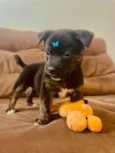 Nala