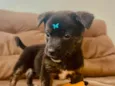 Nala