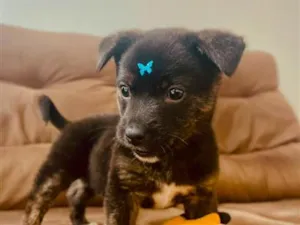 Cachorro raça SRD-ViraLata idade 2 a 6 meses nome Nala