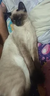 Gato raça Siamês idade 7 a 11 meses nome simba