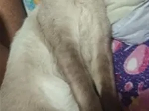 Gato raça Siamês idade 7 a 11 meses nome simba