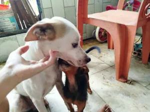 Cachorro raça SRD-ViraLata idade 2 anos nome Branco e belo