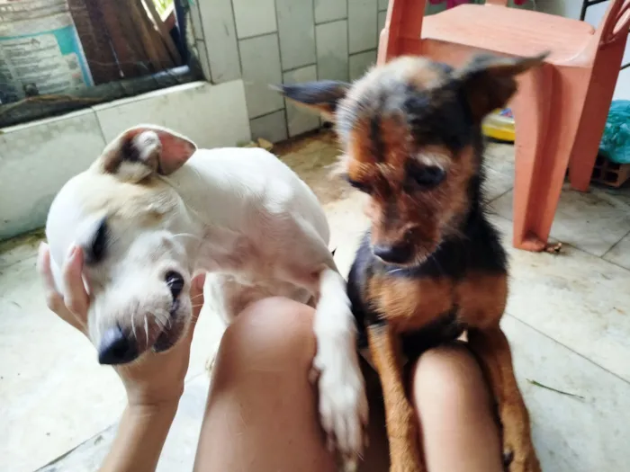 Cachorro raça SRD-ViraLata idade 2 anos nome Branco e belo