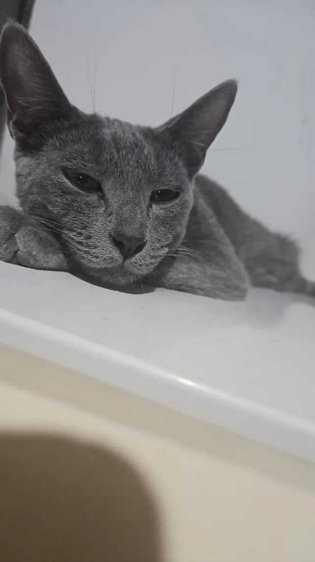 Gato raça SRD-ViraLata idade 1 ano nome Chica