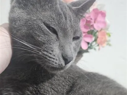 Gato raça SRD-ViraLata idade 1 ano nome Chica