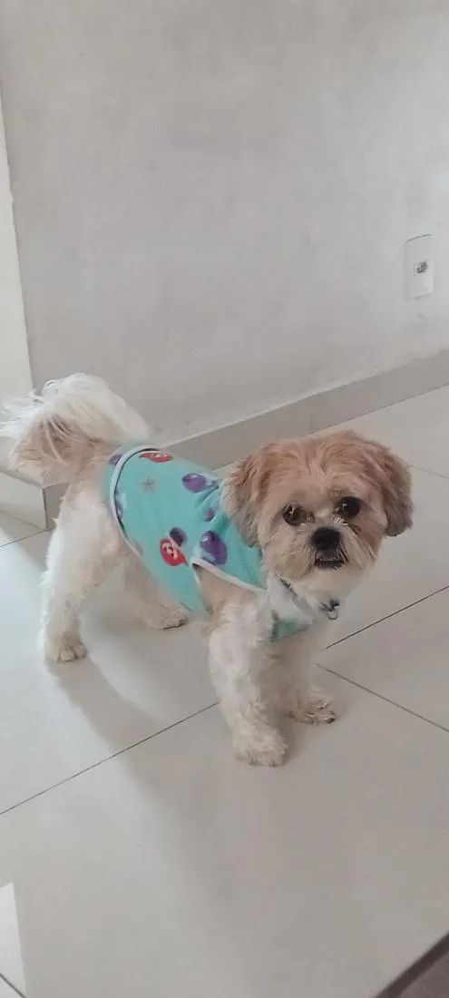 Cachorro raça Shitzu idade 4 anos nome Sansão 