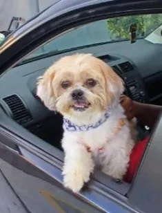 Cachorro raça Shitzu idade 4 anos nome Sansão 