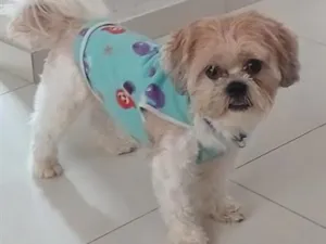 Cachorro raça Shitzu idade 4 anos nome Sansão 