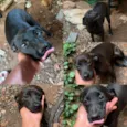 Fumaça e a Lebrina!