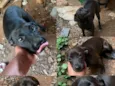 Fumaça e a Lebrina!