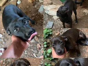Cachorro raça SRD-ViraLata idade 2 a 6 meses nome Fumaça e a Lebrina!