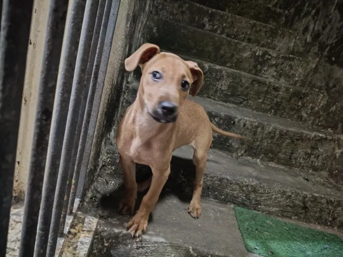 Cachorro raça SRD-ViraLata idade 2 a 6 meses nome Por enquanto não tem 