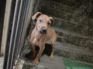 Cachorro raça SRD-ViraLata idade 2 a 6 meses nome Por enquanto não tem 