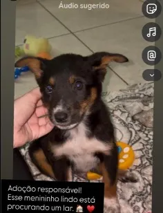 Cachorro raça SRD-ViraLata idade 2 a 6 meses nome José 