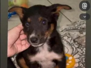 Cachorro raça SRD-ViraLata idade 2 a 6 meses nome José 