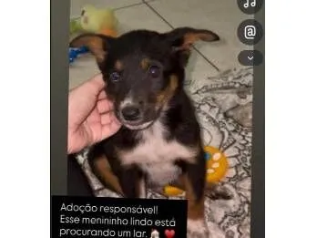 Cachorro raça SRD-ViraLata idade 2 a 6 meses nome José 