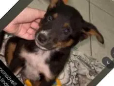Cachorro raça SRD-ViraLata idade 2 a 6 meses nome José 