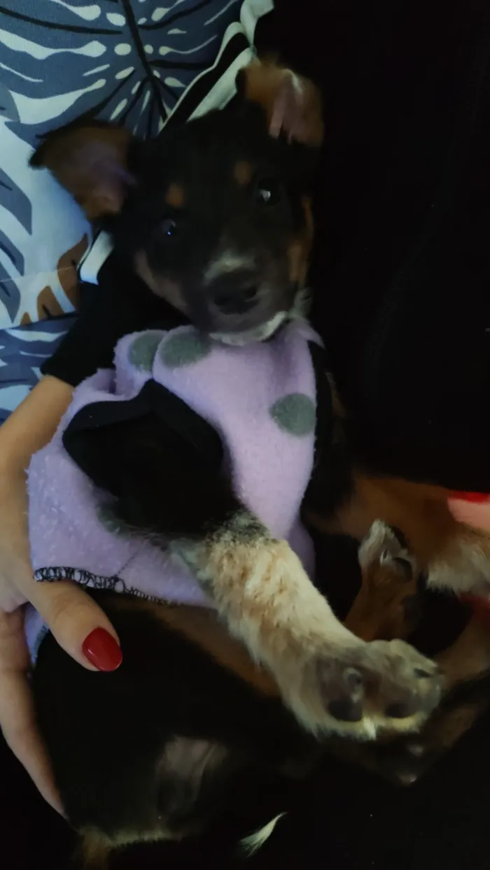 Cachorro raça SRD-ViraLata idade 2 a 6 meses nome José 