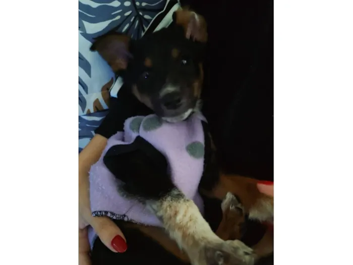 Cachorro raça SRD-ViraLata idade 2 a 6 meses nome José 