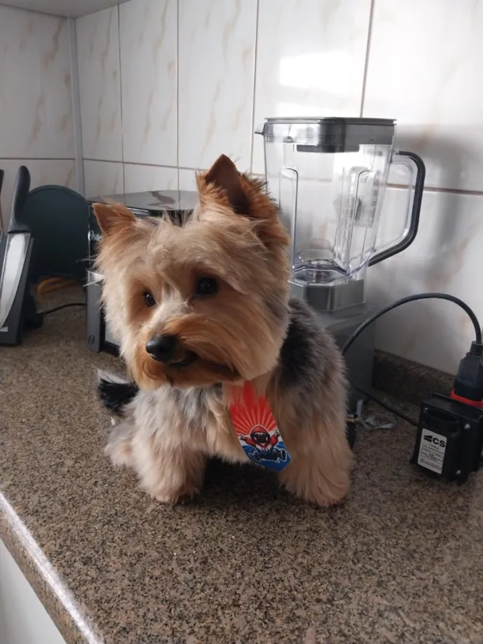 Cachorro raça SRD-ViraLata idade 2 anos nome zico