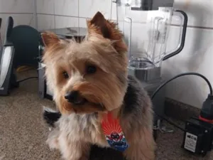 Cachorro raça SRD-ViraLata idade 2 anos nome zico